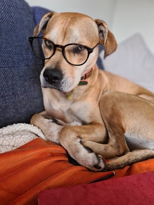 Kirstin Donaldson's dog as a co-worker while Kirstin works from home