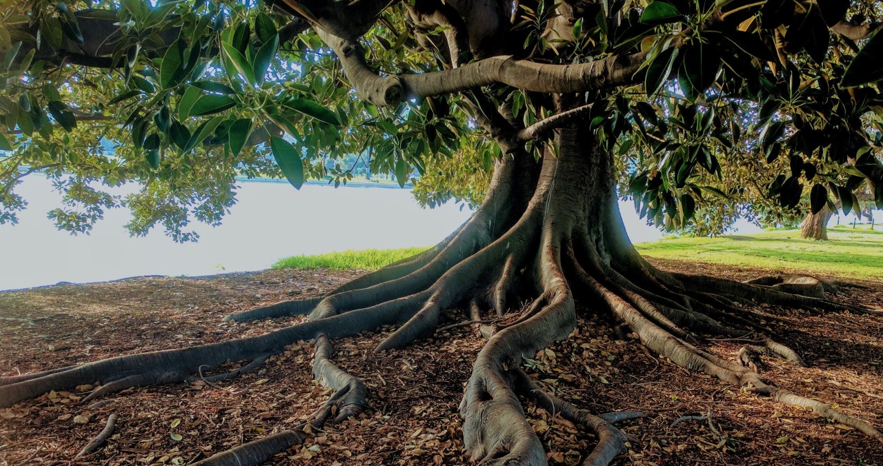 How strong team foundations are helping to provide business continuity - picture of a tree with a strong foundation of roots