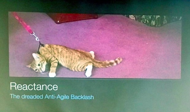 Simon Bennett demonstrating reactance in this image of a cat