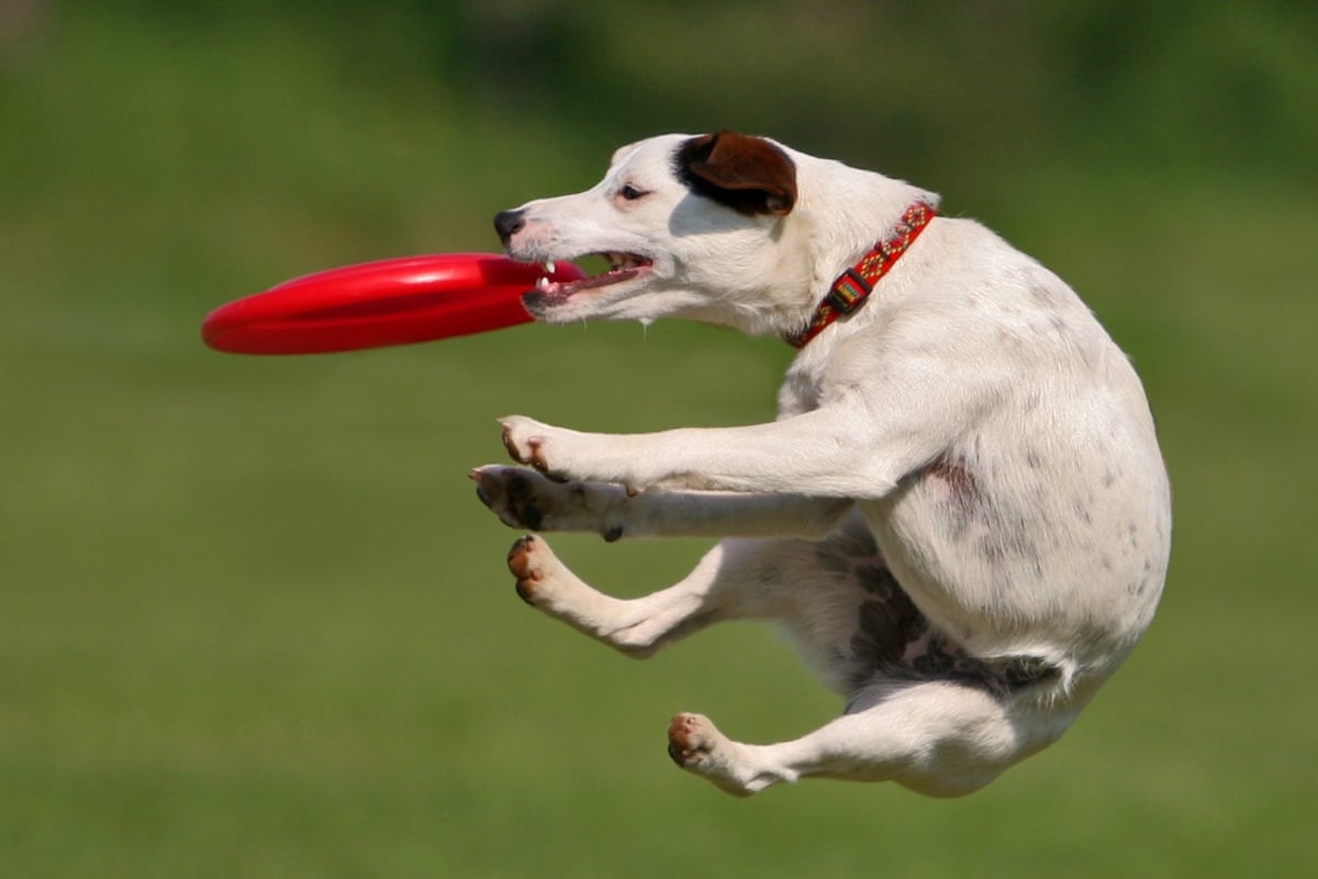 National dog database