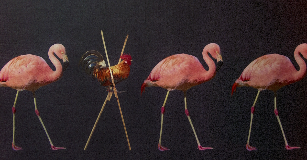 I'm a chicken on stilts (or how I learned to stop worrying about my imposter syndrome)